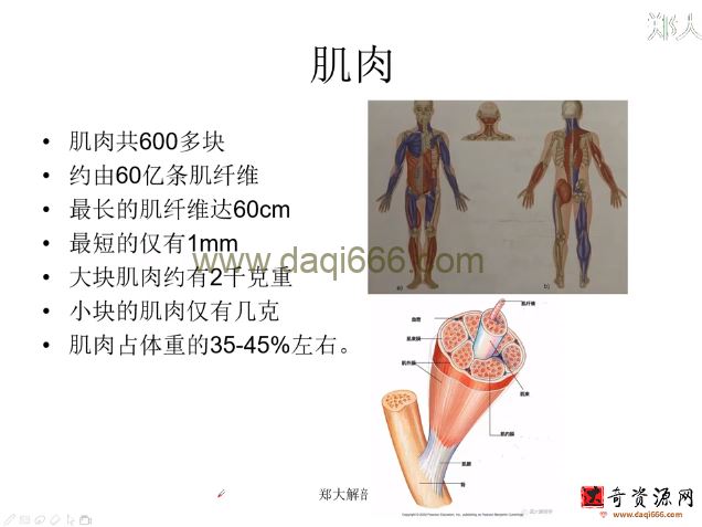 郑大解刨学【每日一肌全身肌肉疼痛讲解】
